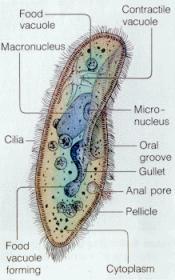 اضغط على الصورة لعرض أكبر

الاســـم: paramecium_dia.jpg
المشاهدات: 4
الحجـــم: 11.5 كيلوبايت
الرقم: 1336