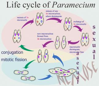 اضغط على الصورة لعرض أكبر

الاســـم: paramecium-life-cycle.jpg
المشاهدات: 5
الحجـــم: 17.6 كيلوبايت
الرقم: 1337
