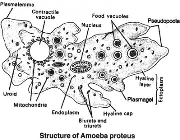 اضغط على الصورة لعرض أكبر

الاســـم: Structure_of_Amoeba_proteus.jpg
المشاهدات: 4
الحجـــم: 25.8 كيلوبايت
الرقم: 1339