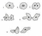 الاســـم: amoeba reproduction.jpg
المشاهدات: 153
الحجـــم: 3.3 كيلوبايت