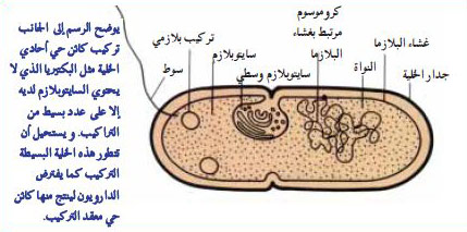 خلية بدائية النواة