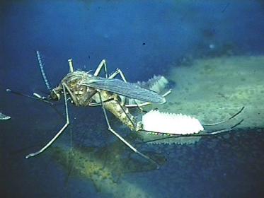 :	culex-laying-eggs.jpg
: 1590
:	14.6 