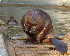 :	Beaver2003SEG.jpg
: 5320
:	9.4 