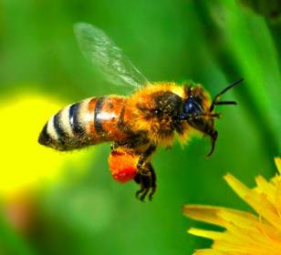 :	bee-1.jpg
: 2995
:	11.8 