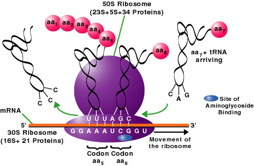     

:	ribosomes%u0025252520%u0025252520function.jpg
:	565
:	21.6 
:	1855