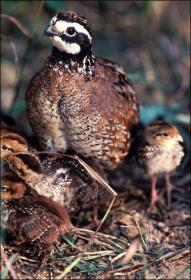 :	quail3.jpg
: 490
:	15.4 