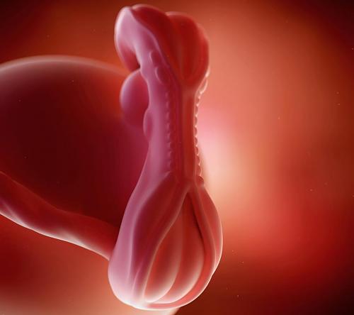 اضغط على الصورة لعرض أكبر

الاســـم:	fetus-week-5.jpg
المشاهدات:	4
الحجـــم:	7.6 كيلوبايت
الرقم:	2857
