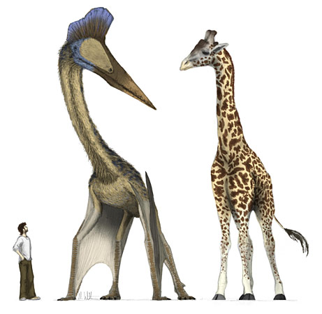    

:	090107-pterosaur-picture_big.jpg
:	328
:	11.6 
:	1411