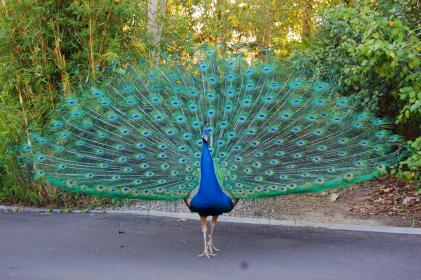 :	peacock.jpg
: 2287
:	32.1 