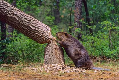 :	beaver 1.jpg
: 8408
:	33.0 
