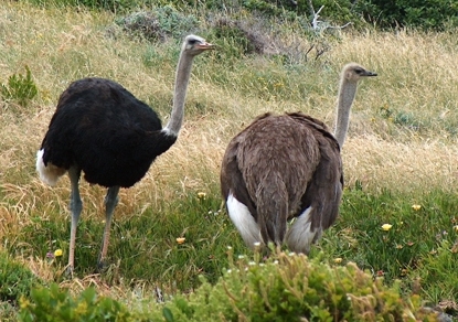     

:	Ostriches_cape_point_cropped.jpg
:	221
:	28.1 
:	1415
