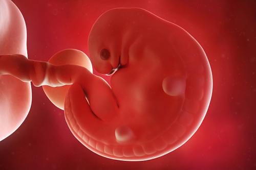 اضغط على الصورة لعرض أكبر

الاســـم:	6-week-old-fetus.jpg
المشاهدات:	4
الحجـــم:	10.5 كيلوبايت
الرقم:	2856