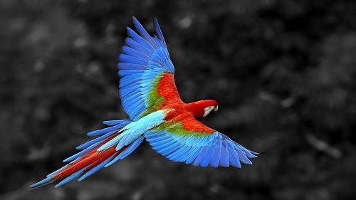     

:	colorful-parrot-wallpaper-colorful-parrot-bird-hd-animals-flying.jpg
:	131
:	15.5 
:	2543