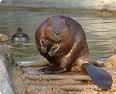 الاســـم:	Beaver2003SEG.jpg
المشاهدات: 5320
الحجـــم:	9.4 كيلوبايت