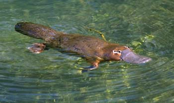 :	platypus.jpg
: 1751
:	12.9 