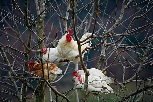     

:	Ibach-Switzerland-Chicken-001.jpg
:	233
:	29.4 
:	1423