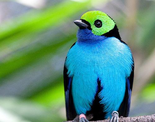     

:	birds-of-paradise-amazon.jpg
:	9971
:	14.2 
:	2037