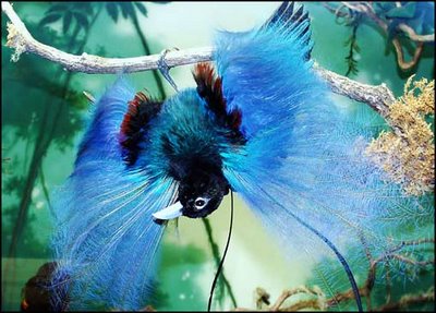     

:	blue-bird-of-paradised8a7d8b2d8b1d982.jpg
:	9910
:	24.0 
:	2038