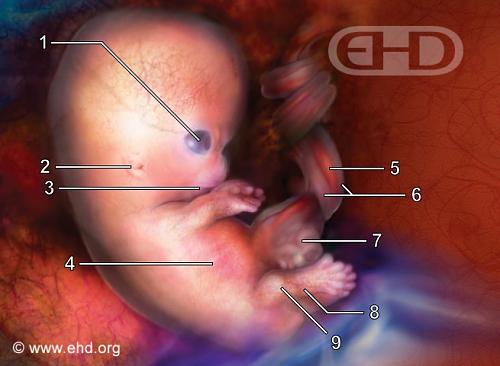     

:	7-week-embryo.jpg
:	566
:	15.1 
:	2525
